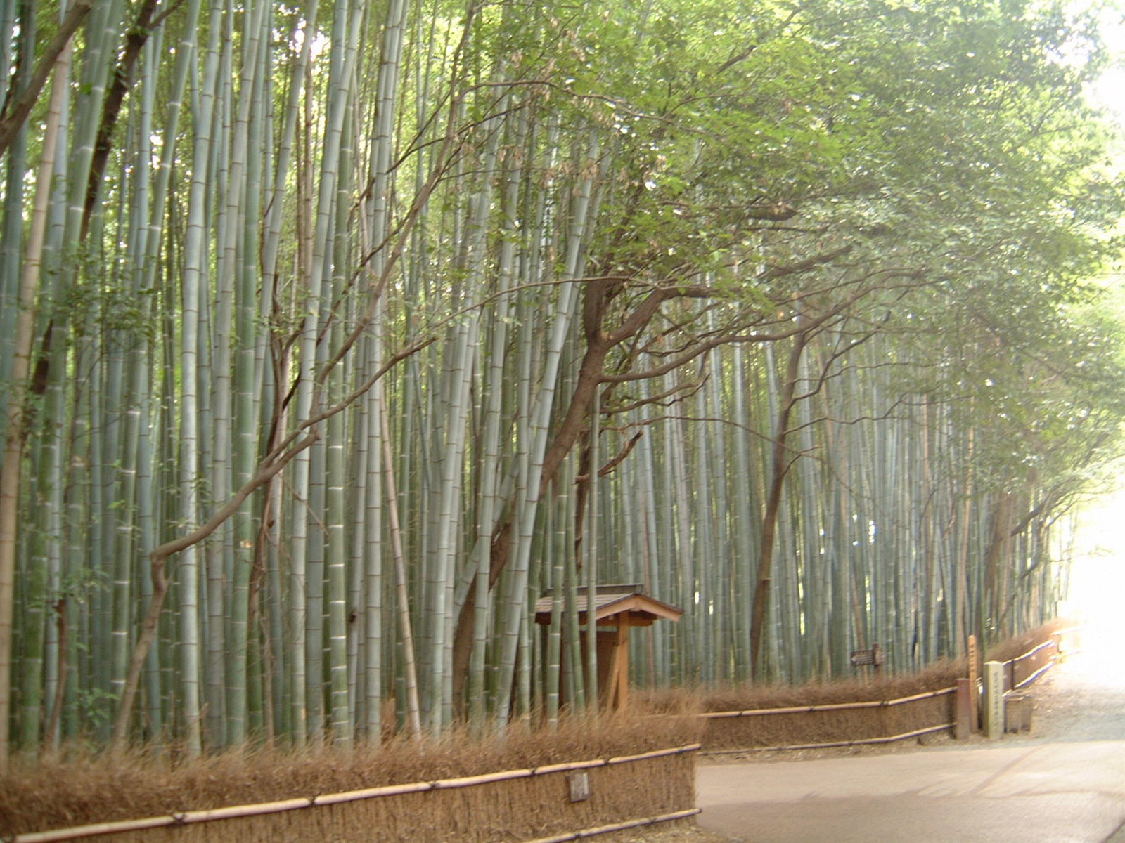 Kyoto Arashiyama Bamboo